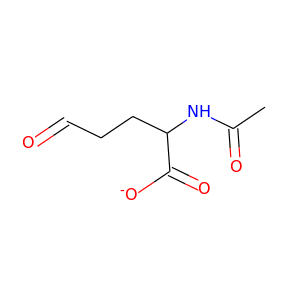 N-acetylglutamate semialdehyde